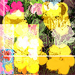 anonymous-warhol_flowers@May_22_17.47.00_2010