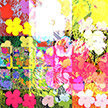 anonymous-warhol_flowers@May_22_15.27.59_2010